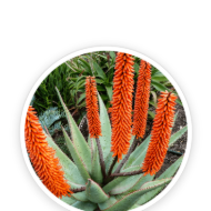 Cape Aloe